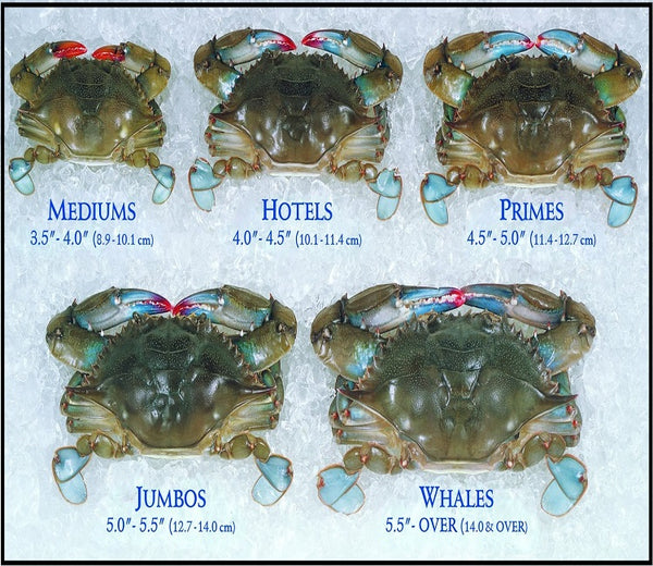 (12) Colossal MD Soft Shells, 6