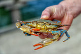 LIVE - Blue Crabs by the  1/2 Bushel