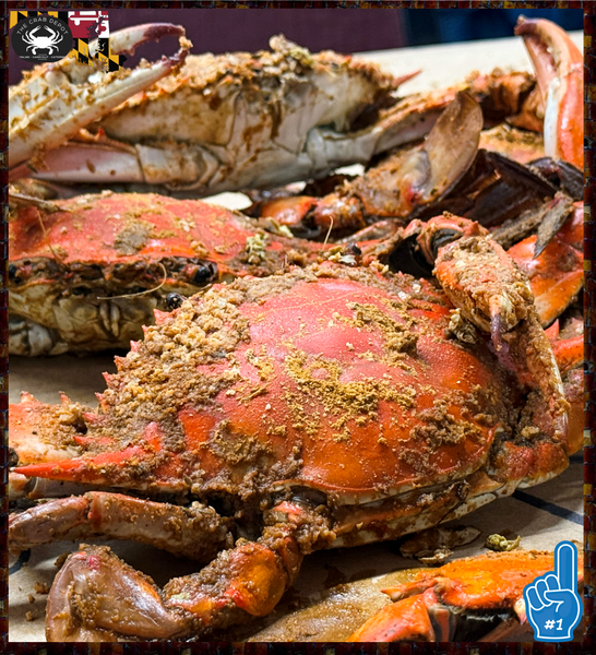 JUMBO Large Blue & Snow Sensation – Crab Depot