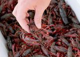 (6 lb.) bag Louisiana Cajun Crawfish