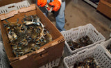 Live Blue Crabs by the DOZEN-*(We are not responsible for any dead loss on live crabs. If you are concerned about dead loss we recommend ordering steamed crabs)