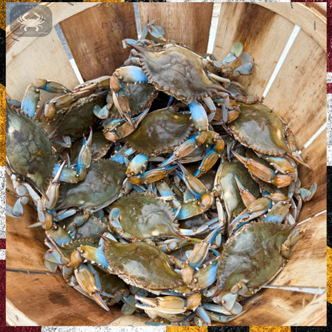 ✨Blue Crab Dozens