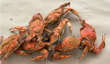 🆕 Jimmy Maryland Male "Fat Crab Dozen"