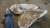 ⚓ (50 ct.) Blue Point Oysters, CT Sound