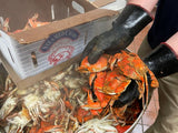 *SALE* Bay Crab Bonanza (3 Dozen)