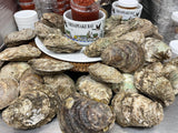 🦩Black Friday Double Dozen SUPERS & Oysters