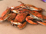 🆕 Jimmy Maryland Male "Fat Crab Dozen"