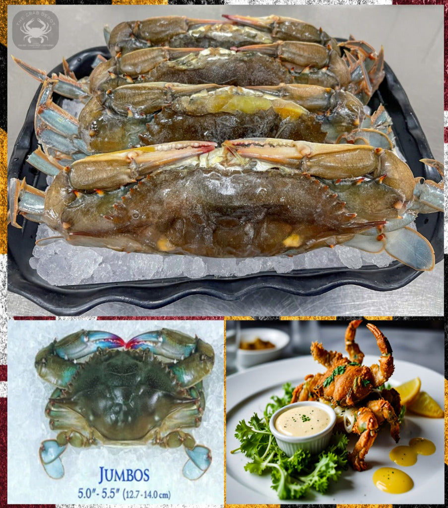 (12) Local MD JUMBO Soft-Shells