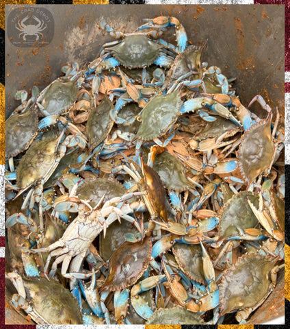 A pile of live blue crabs with blue-tipped claws and legs, piled inside a large container. A circular logo in the top-left corner features a crab and the text 'Blue Crabs'.