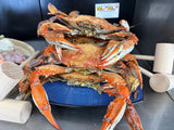 🔅Tangier Double Dozen Large Male & Shrimp