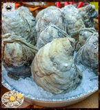⚓ (150 ct.) Bay Medium-Cupped Oysters