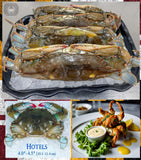 (12) MD Soft Shell Hotel Prime Crabs