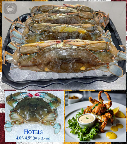 (12) MD Soft Shell Hotel Prime Crabs