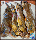 (6) Whale Soft Shells, 6"