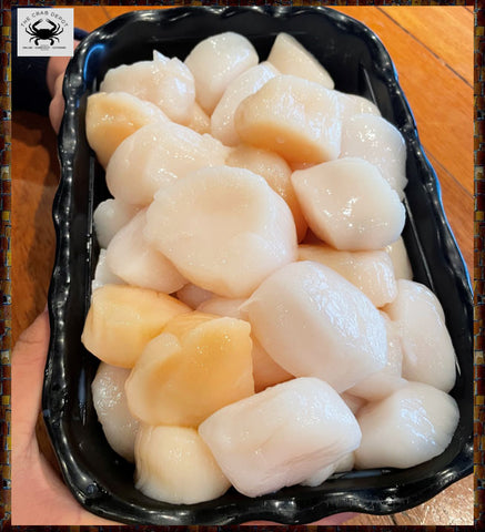 🍂 5 lbs. Nantucket Wild-Caught Scallops, 10-20 ct.