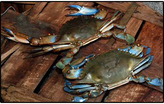 LIVE - Blue Crabs  Bushel (We are not responsible for any dead loss on live crabs. If you are concerned about dead loss we recommend ordering steamed crabs)