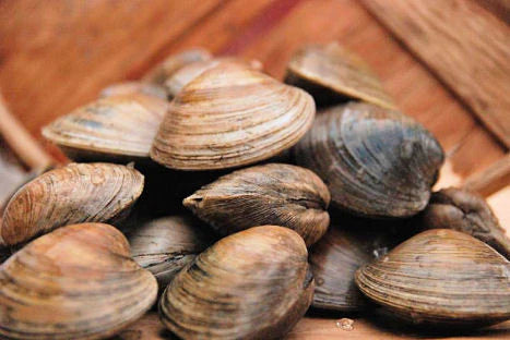 Littleneck Clams
