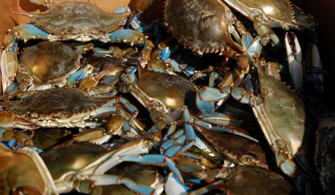 Live Blue Crabs by the DOZEN-*(We are not responsible for any dead loss on live crabs. If you are concerned about dead loss we recommend ordering steamed crabs)