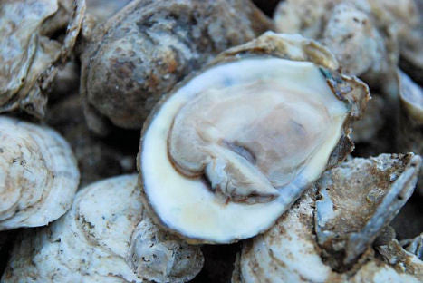 (2 Pints) East Coast Shucked Oysters- (16 oz)